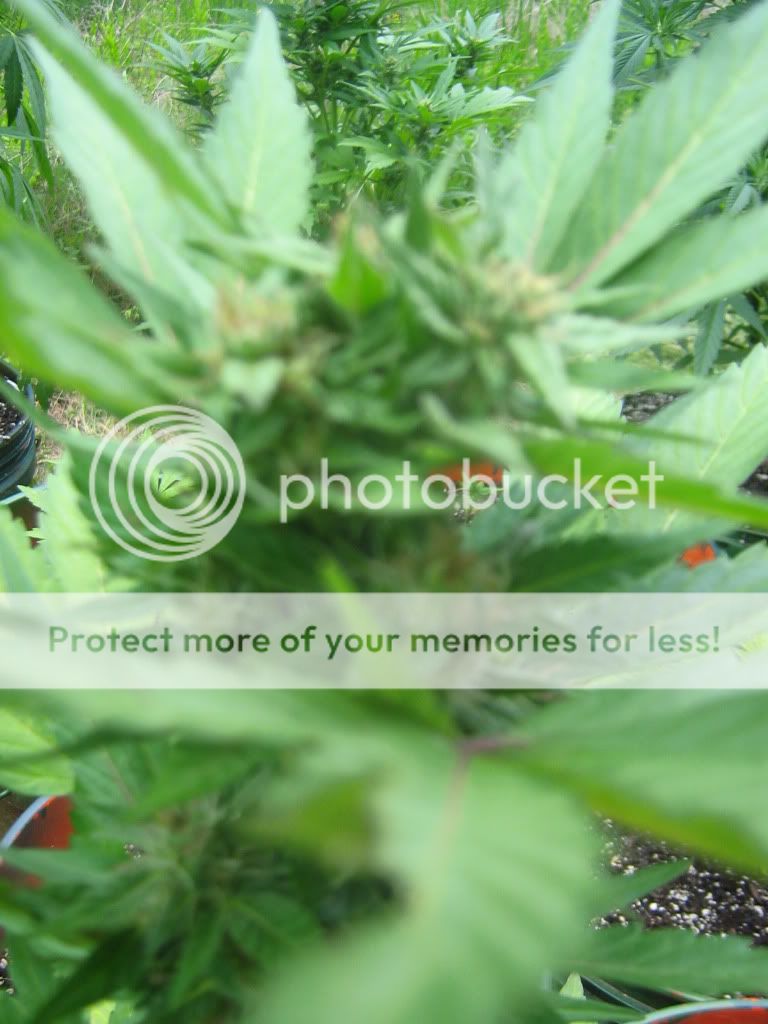 AutoBlueberry7.jpg