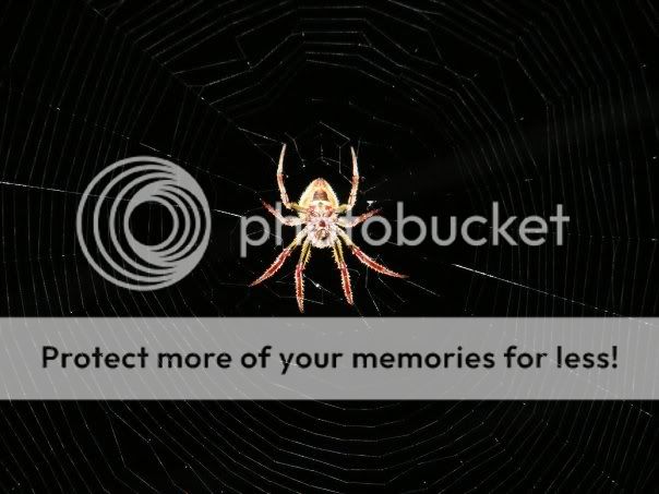 spider2.jpg