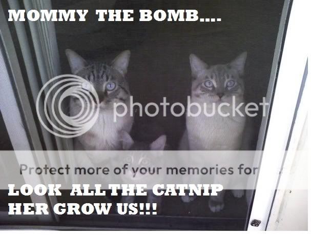catnip.jpg