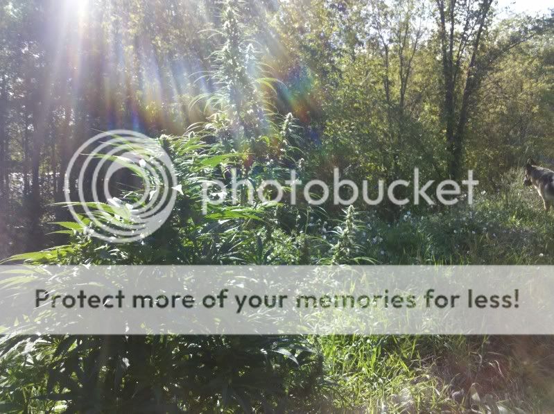 downloadfile-18.jpg