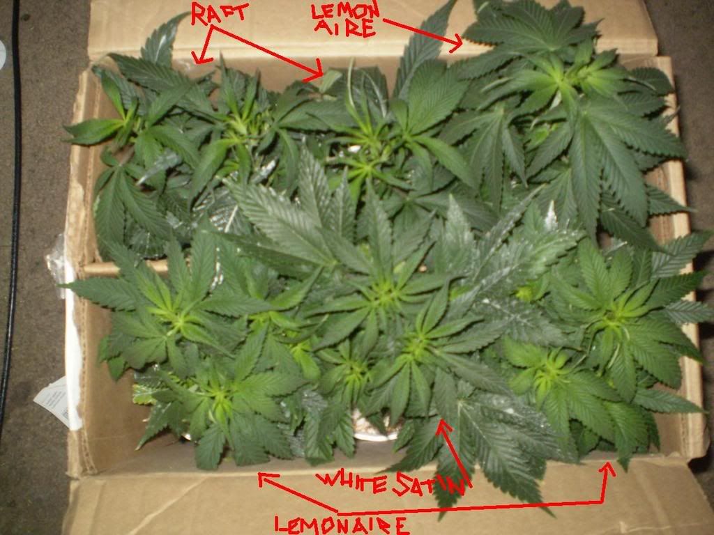 BOXOPLANTS.jpg