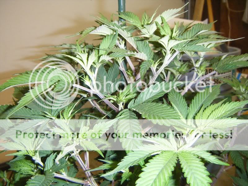 DSCF8170.jpg