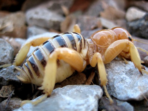 2344964970_c790bee2c6.jpg