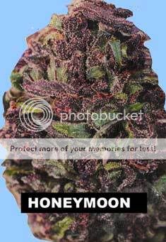 honeym.jpg