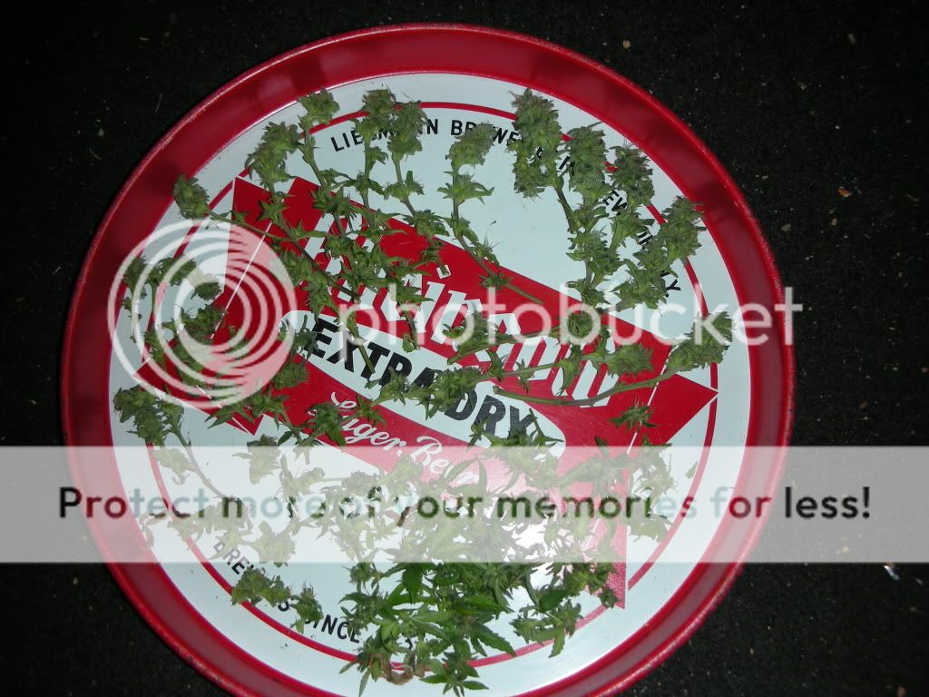 DSCN2881.jpg