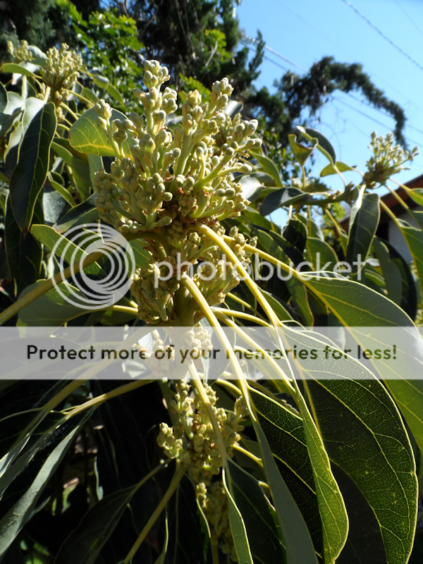 AvoBuds22-2013_zps05816a62.png