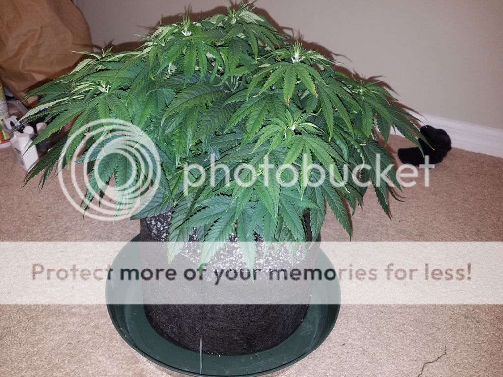 day%2043%204.jpg