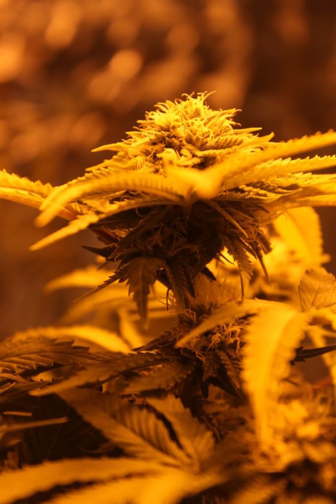 PlantBudShot5711.jpg