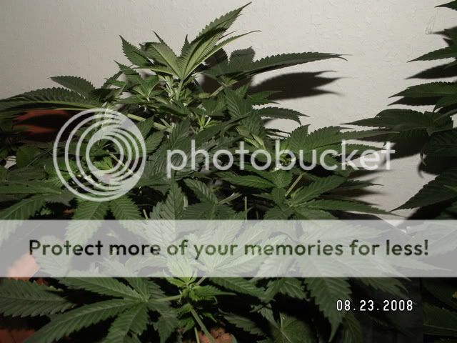 PICT0089.jpg