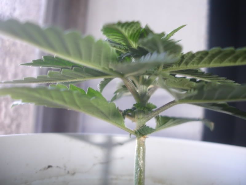 limdab003.jpg