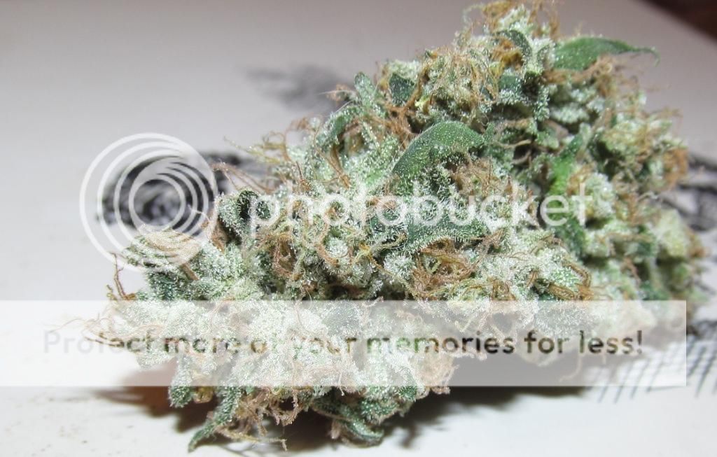 Skunk91_zps59f3dc20.jpg