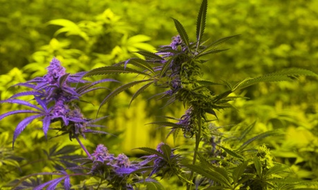 Indoor_Grow.jpeg