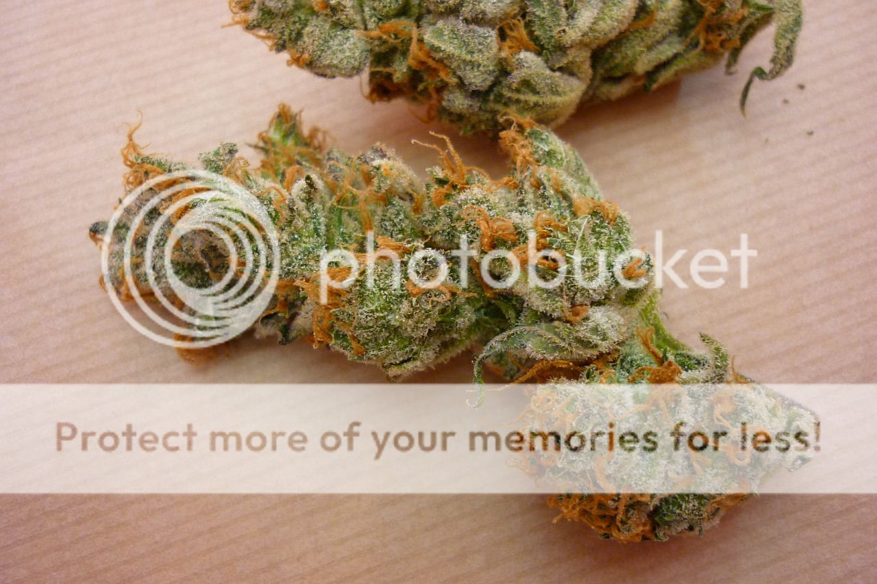 orangebud11.jpg