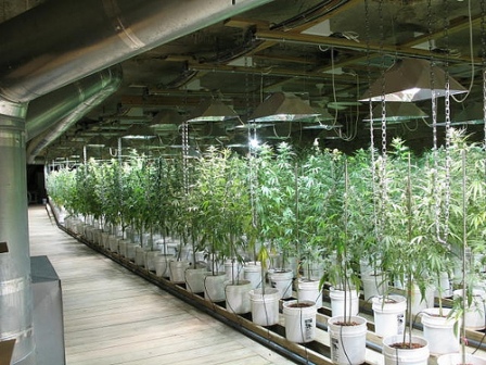 potplants.jpg