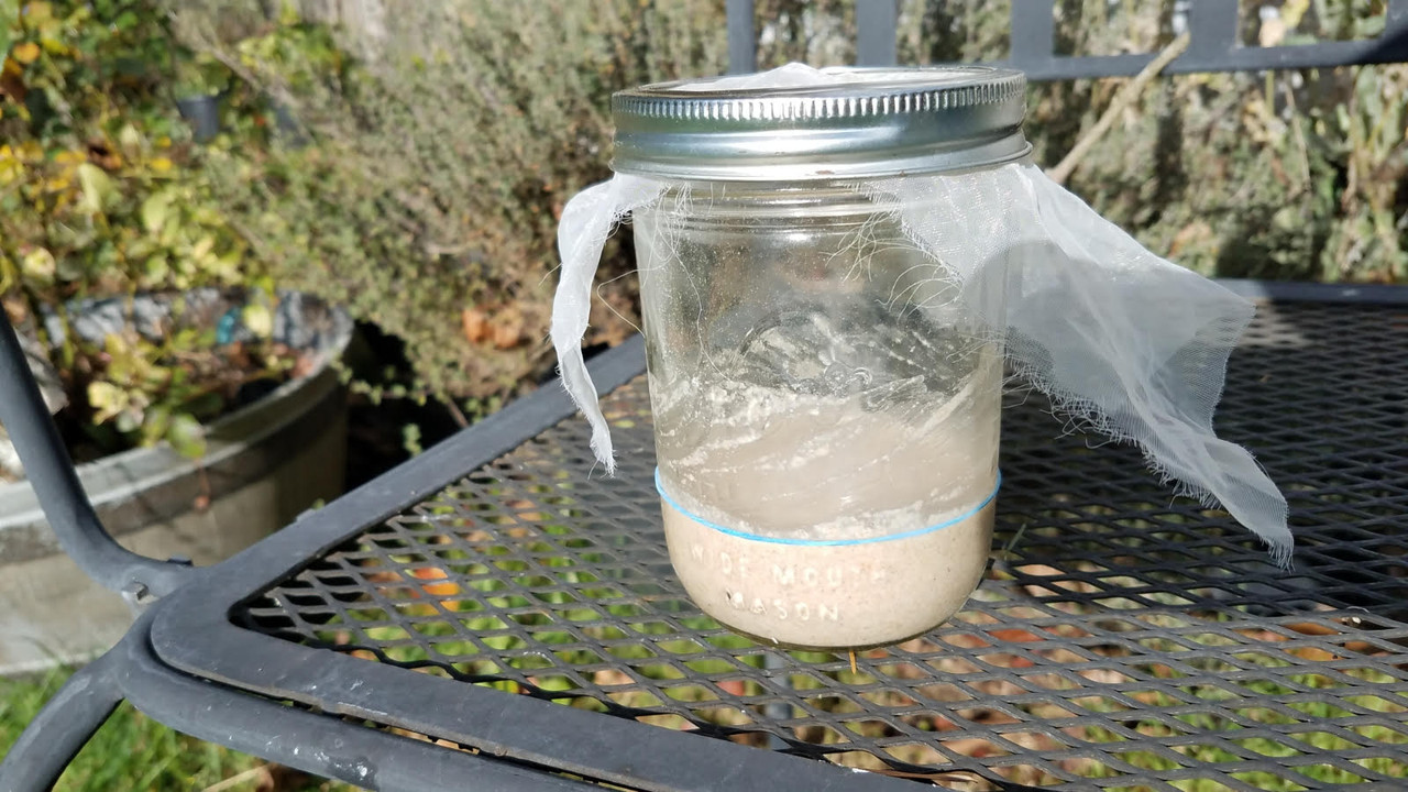 sourdoughfallstarter.jpg