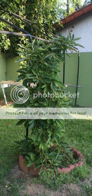 Avo9-2011_zps923423fd.png