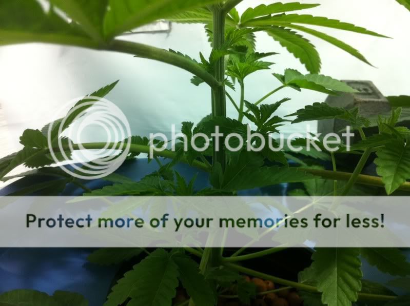 plant2inside.jpg
