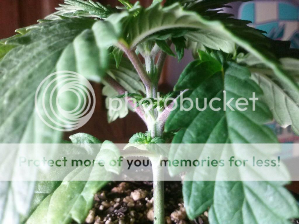 0105130933b_zps6132b6d5.jpeg