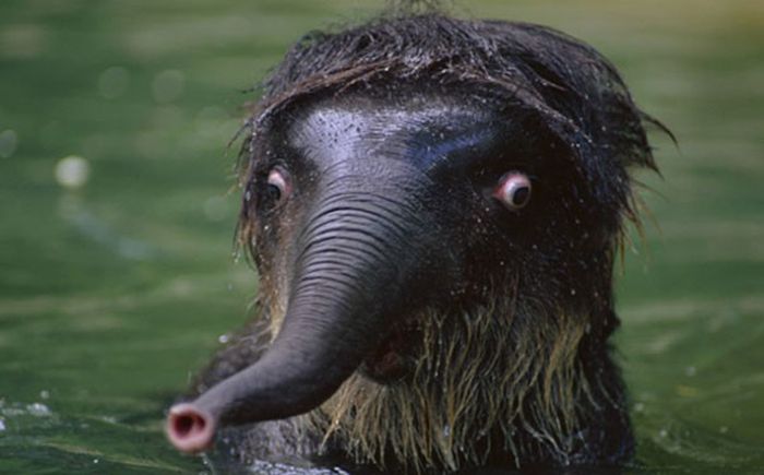 funny_animals_01.jpg