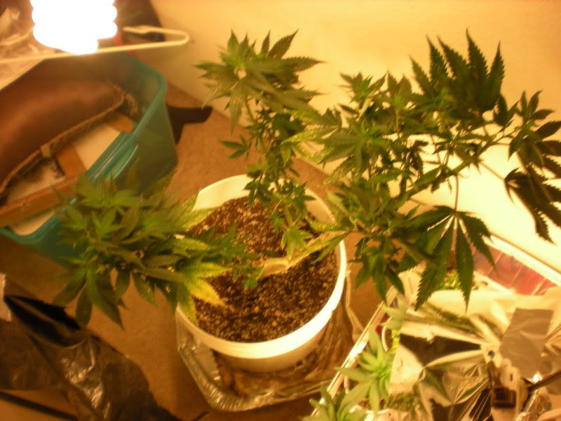 plants287-1.jpg