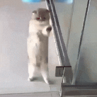 gifs_04.gif