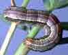 pests_armyworms.jpg