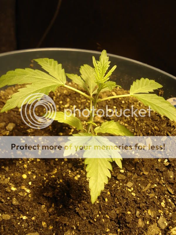 erinplantsxmasnov036.jpg