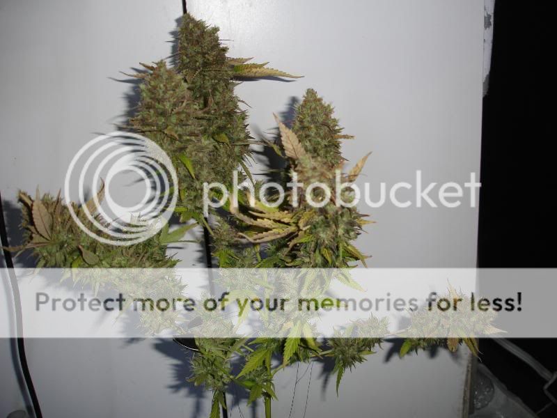 SCxNLPlant1010.jpg
