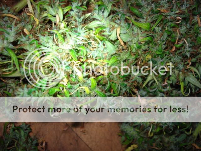 TSSLifeofPlant005.jpg