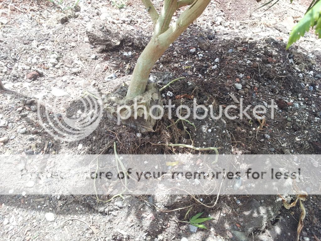 20130626_124750_zps6cd6134f.jpg