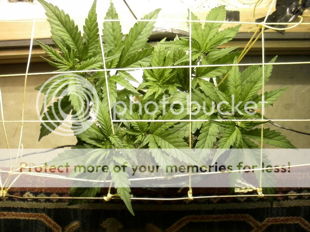 SAM_0769_zps9bbdf942.jpg