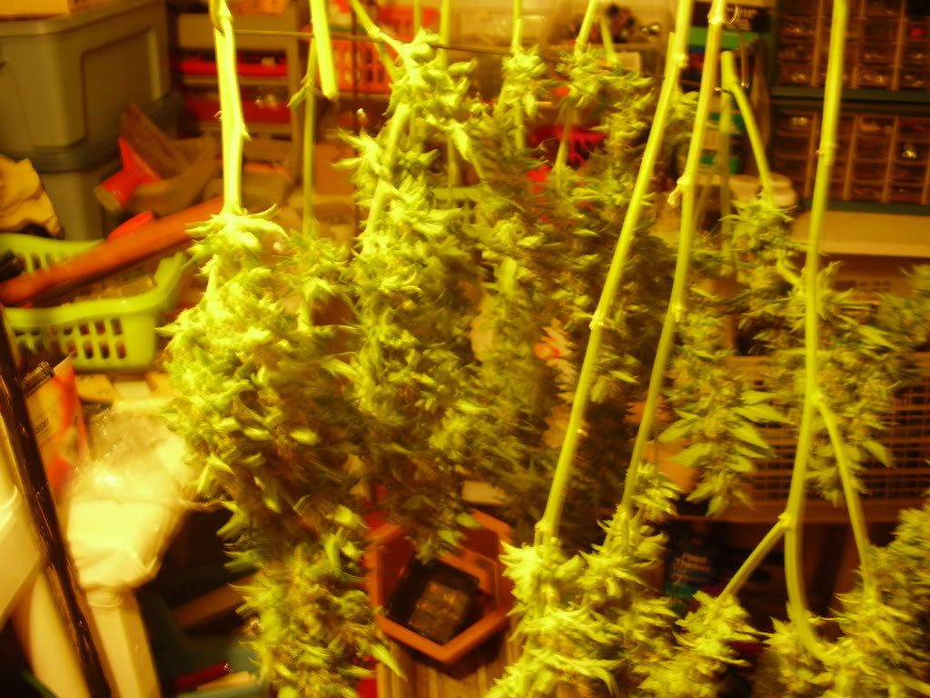 harvestearly002.jpg