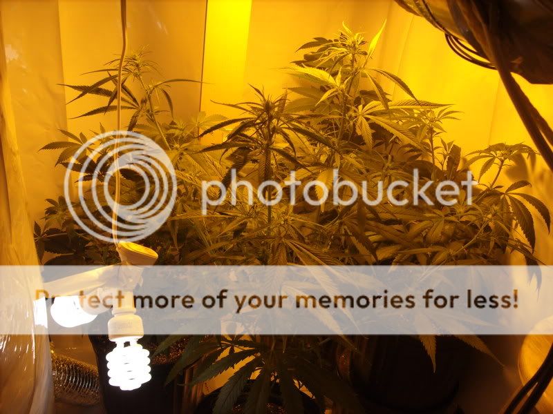 plants13003.jpg