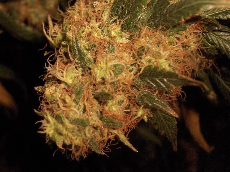 onedayb4flush015-1.jpg