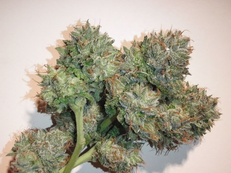 bubbakushindoor2_800x600-1.jpg