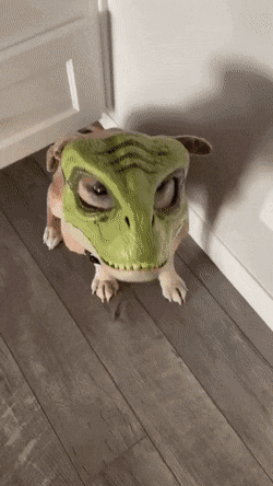 gifs_19.gif