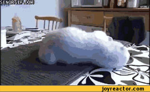 gif-baby-bear-cute-605713.gif