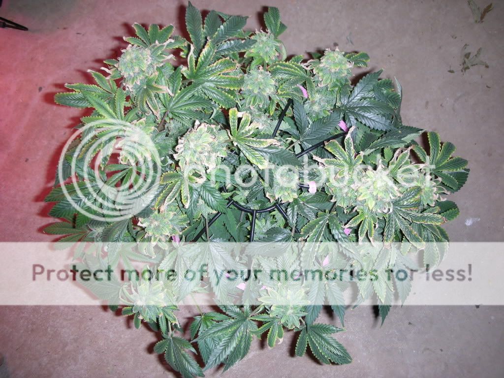 DSCN2410.jpg