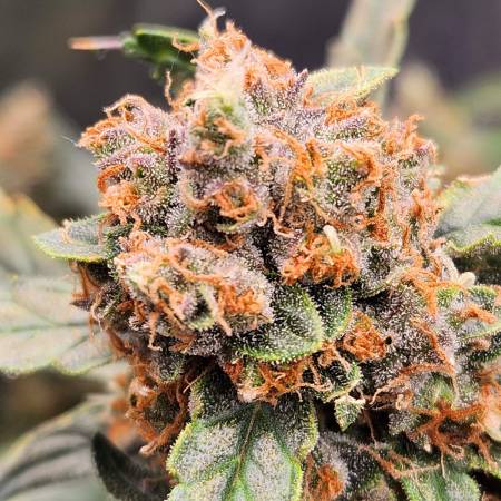 growdiaries.com