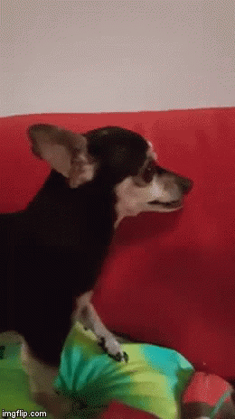 giphy.gif