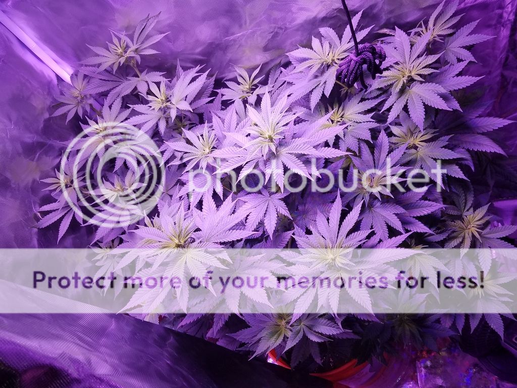 20170503_180406_zpsgojj0rhd.jpg