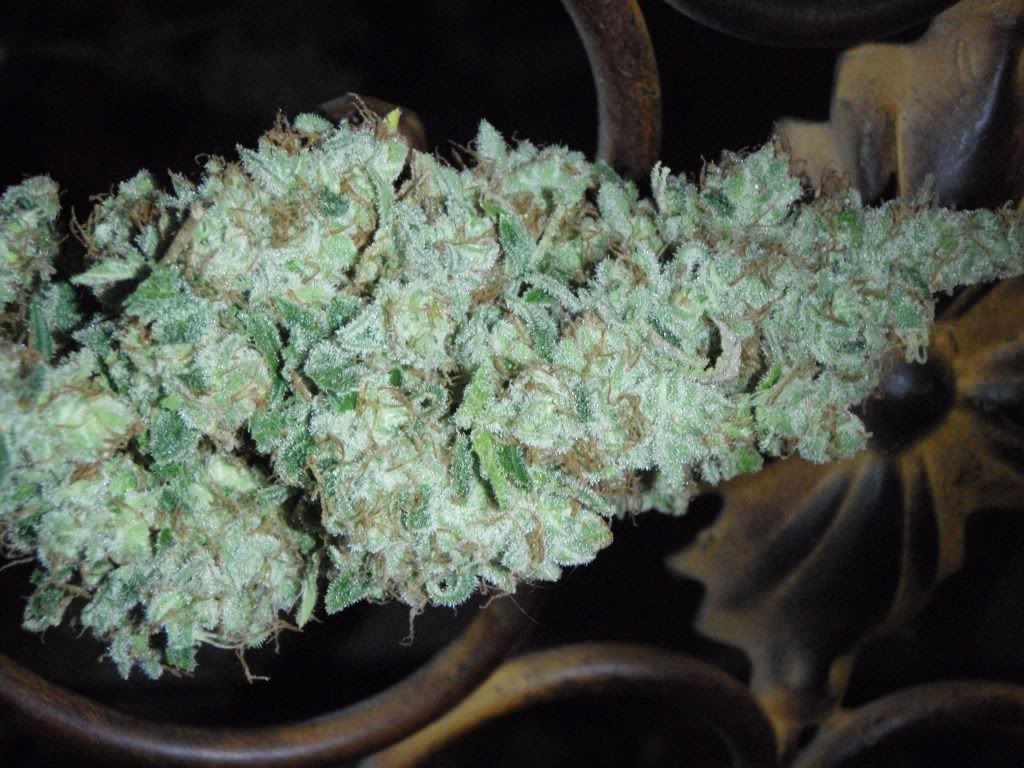 wbrk2harvest1_1024x768-1.jpg