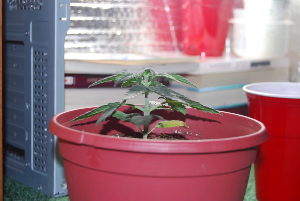 weed17004.jpg