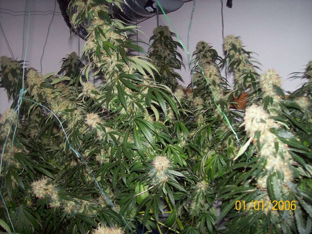 Plants014.jpg