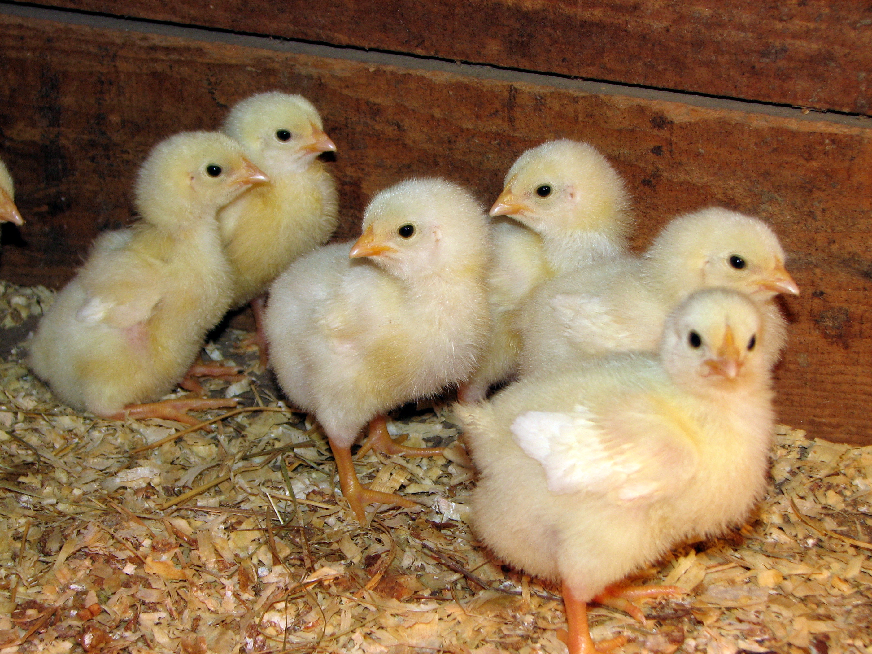 Cornish_Rock_broiler_chicks.JPG