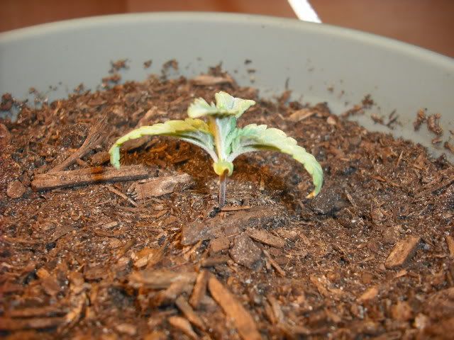 DSCF0184.jpg