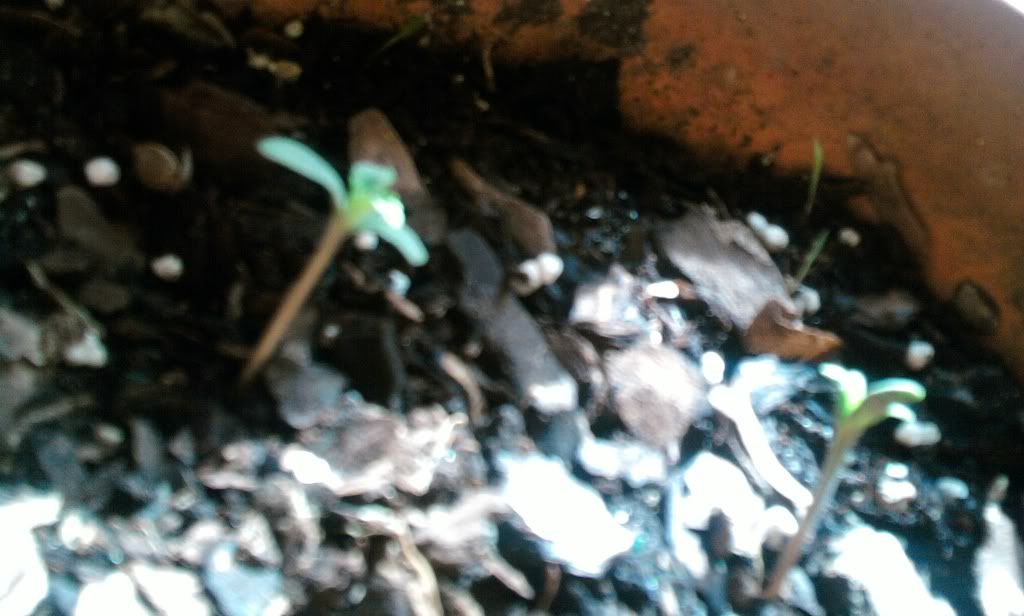 Photo0108.jpg