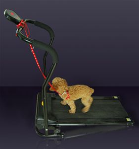Dog-Treadmill.jpg