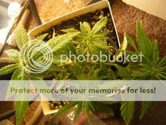 Grow064.jpg