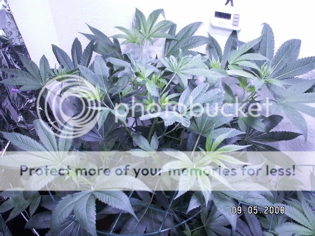 PICT0309.jpg